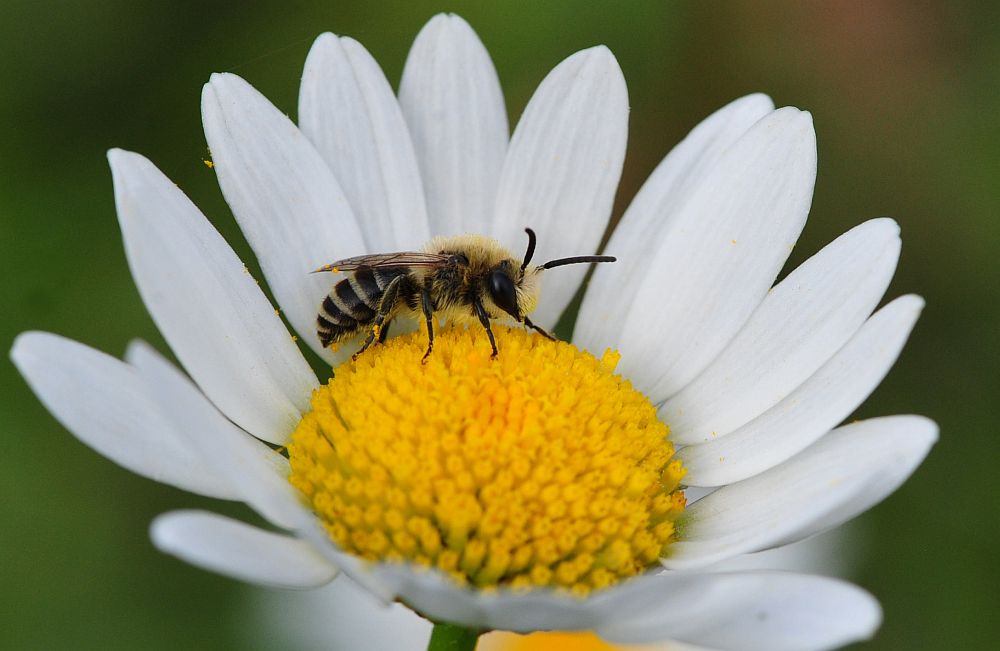 La vita in un fiore - seconda parte